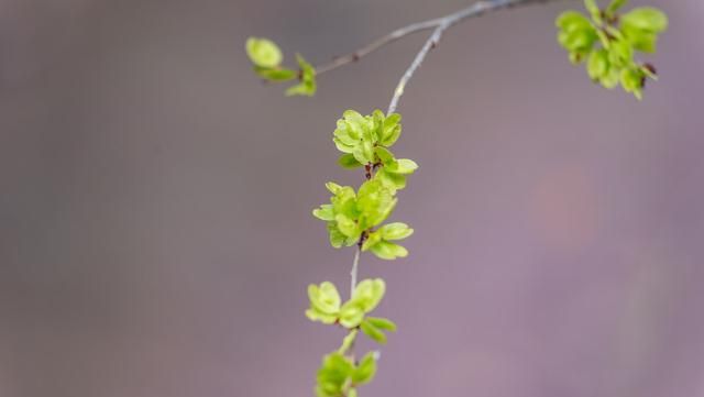 又到了吃榆钱的季节,你们都是什么吃法图3