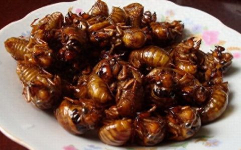 吃蝉的幼虫有什么营养价值