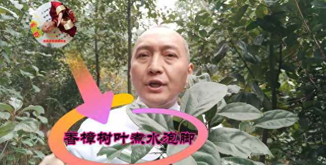 香樟树叶农民用来烧火，我用它煮水泡脚，祛风除湿