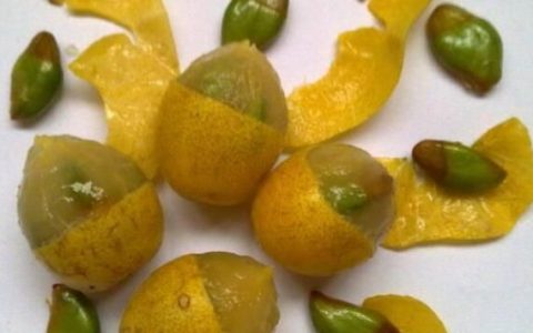 黄皮果皮的功效与作用每次可以吃多少