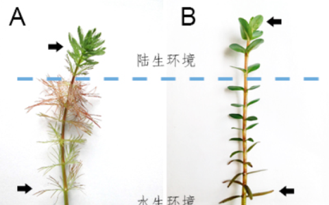 异形叶主要以叶为观赏特征的植物