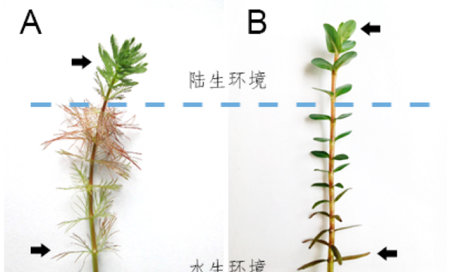 异形叶——研究植物环境适应性的“理想型”