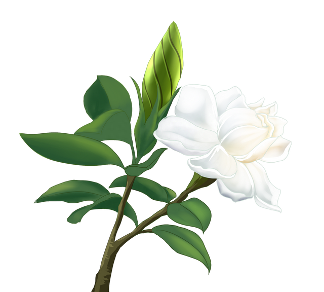 【马博士女性“养生馆”】药食同源——栀子花开