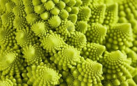 黄金比例的宝塔花椰菜，这个“外星果实”为何长得这么神奇？