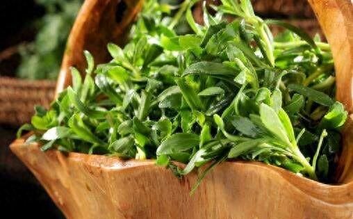 大多数人都吃过救心菜，却不知怎么做好吃，它的4个做法你会吗？