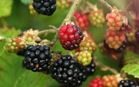 营养丰富的黑莓(黑莓和蓝莓在营养成分上有什么区别)