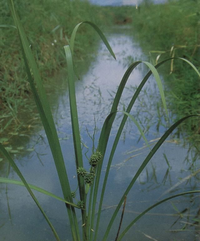 《神农本草经》：“蒲黄”止血、化瘀，建议收藏