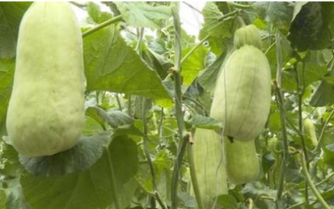 大棚脆瓜种植技术,高产优质白脆瓜示范种植基地项目