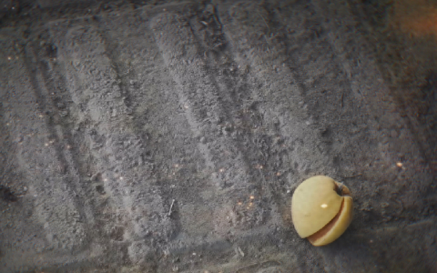 天津的杏,没想到这么好吃(新疆最好吃的杏)