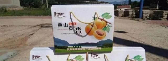 天津的杏，没想到这么好吃