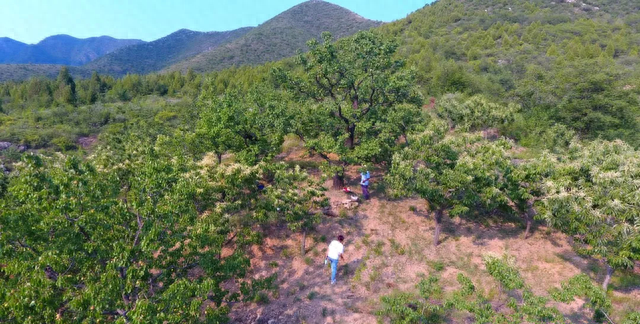 天津的杏，没想到这么好吃