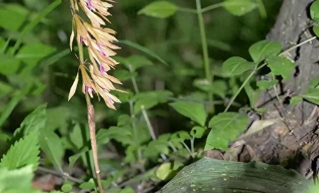 带你识别山慈菇