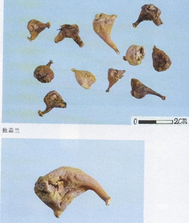 带你识别山慈菇