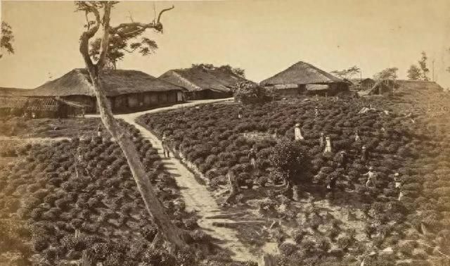 进博·品味｜啜饮一口锡兰红茶，收获“献给世界的礼物”