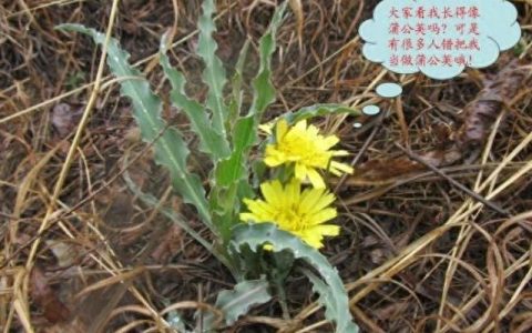 鸦葱能消肿散结吗,鸦葱可以消肿散结吗