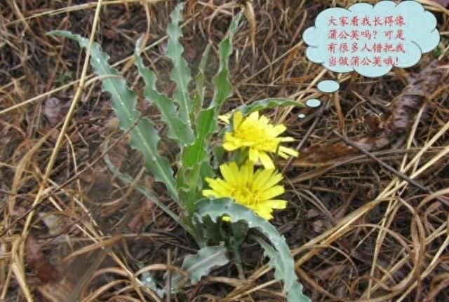 鸦葱，见过吗？能清热解毒，活血消肿，外敷治疔疮及妇女乳房肿胀