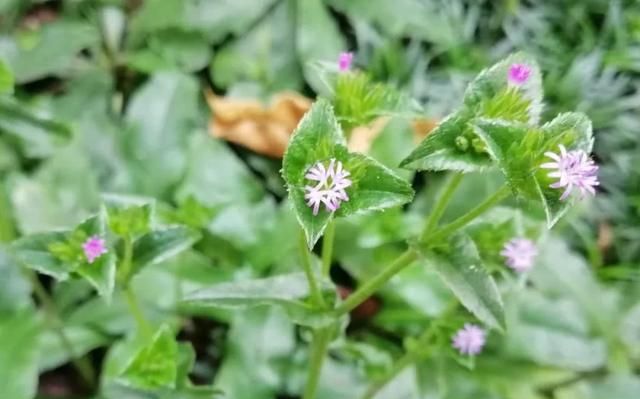 南方农村叫“苦地胆”的是一种怎样的植物？