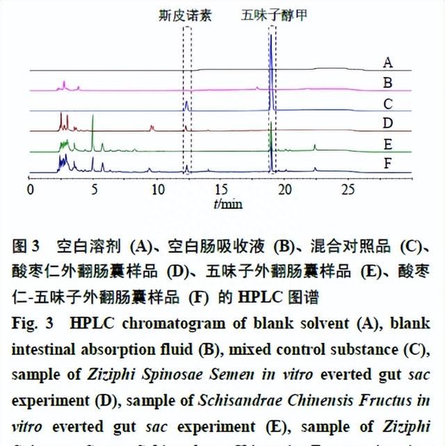 实验研究：酸枣仁-五味子配伍的抗焦虑作用及肠吸收特性研究