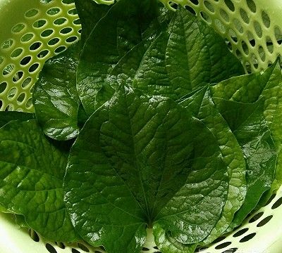 假蒌牛肉卷(假蒌包肉卷)图6