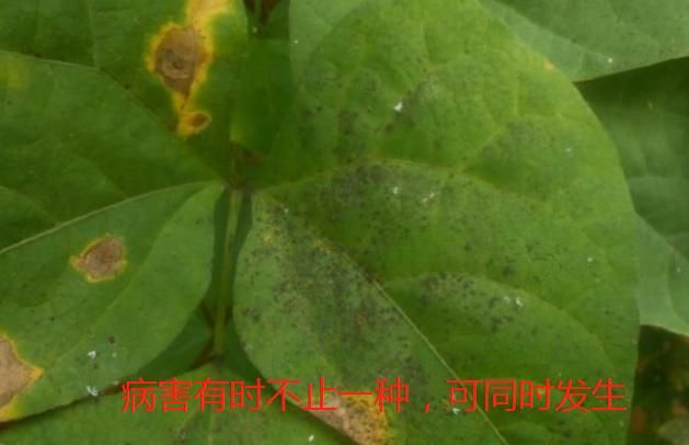 扶桑都有哪些叶子病害(扶桑叶子有白斑怎么回事)图3