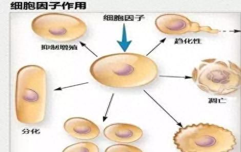 冻干粉的功效 使用方法和注意事项