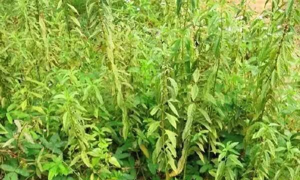 野菜地笋怎么种植,野笋的种植方法图3