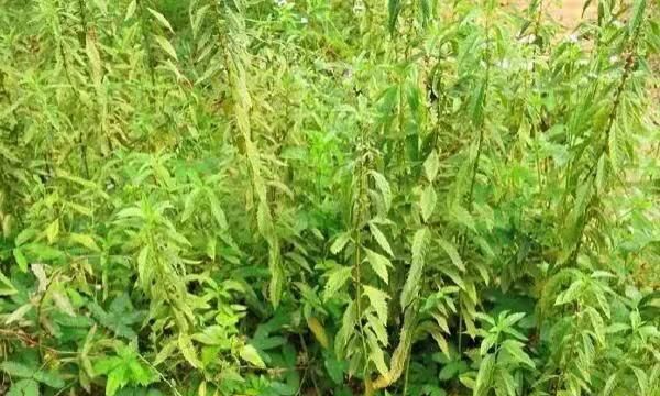 野菜地笋怎么种植,野笋的种植方法图3