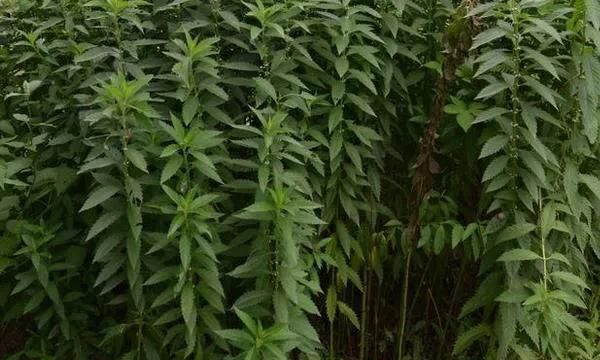 野菜地笋怎么种植,野笋的种植方法图4