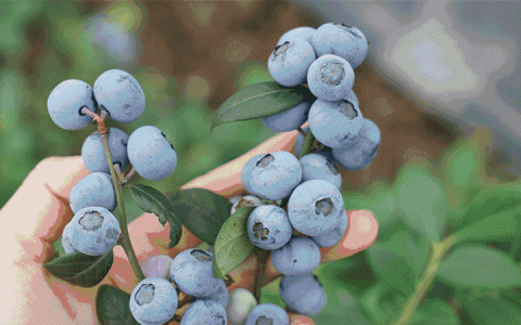 蓝莓果上的白霜才是蓝莓营养的精华吗