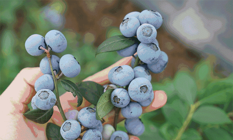 蓝莓果上的白霜才是蓝莓营养的精华吗图1