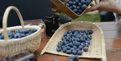 蓝莓果上的白霜才是蓝莓营养的精华吗图2