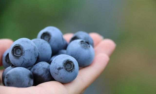 蓝莓果上的白霜才是蓝莓营养的精华吗图5