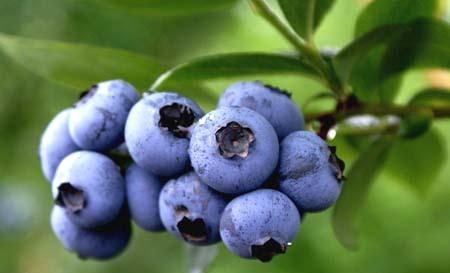 蓝莓果上的白霜才是蓝莓营养的精华吗图8