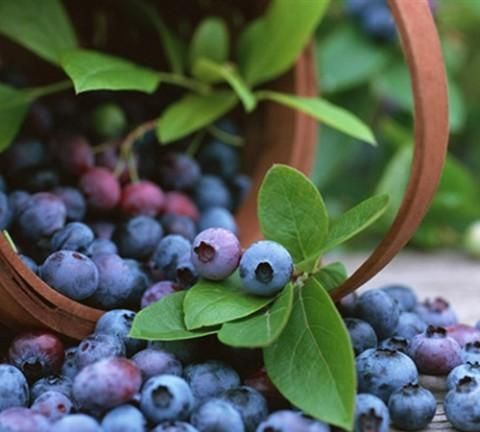 蓝莓果上的白霜才是蓝莓营养的精华吗图9