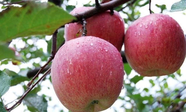 吃要吃的明白：详解常见的6种苹果，看完你就知道自己要吃哪一种