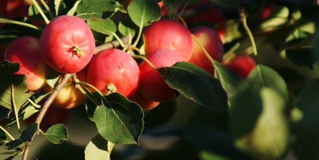 吃要吃的明白：详解常见的6种苹果，看完你就知道自己要吃哪一种
