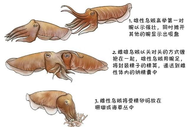 头长在脚上吃着还挺香，但吃错就剧毒！