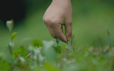 农村常见的灰灰菜可以怎么食用,农村灰灰菜是什么样的