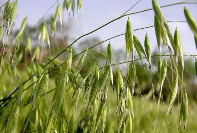 燕麦和燕麦片