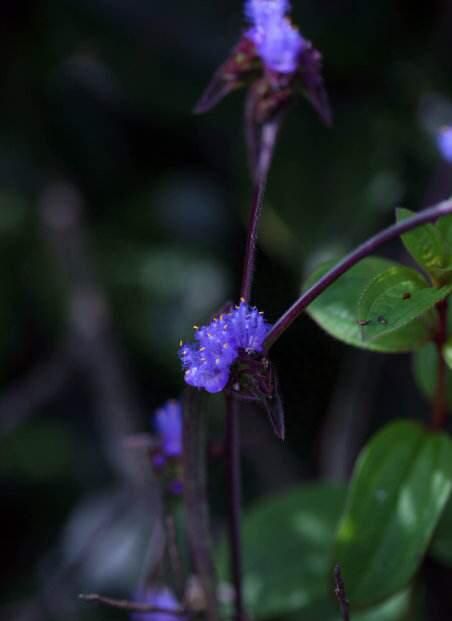 中药材霹水草