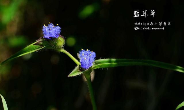 中药材霹水草