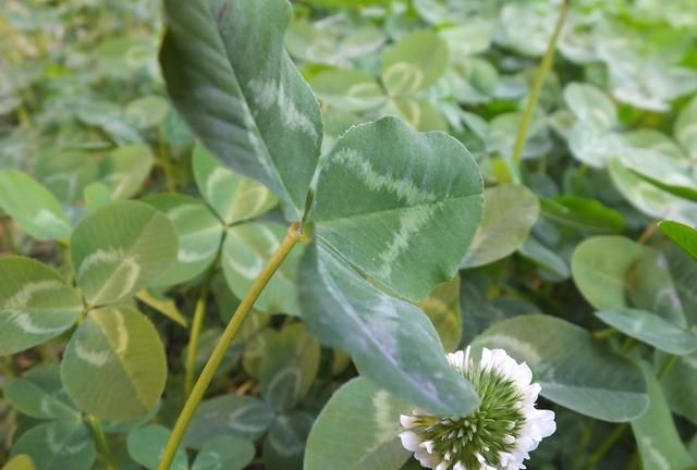 白花三叶草：园林绿化别样美 入药清热凉血宁心止咳