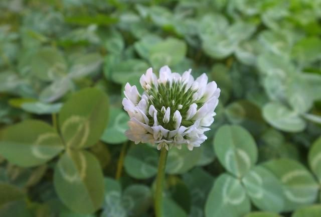 白花三叶草：园林绿化别样美 入药清热凉血宁心止咳