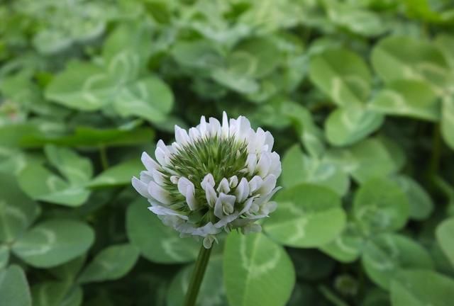 白花三叶草：园林绿化别样美 入药清热凉血宁心止咳