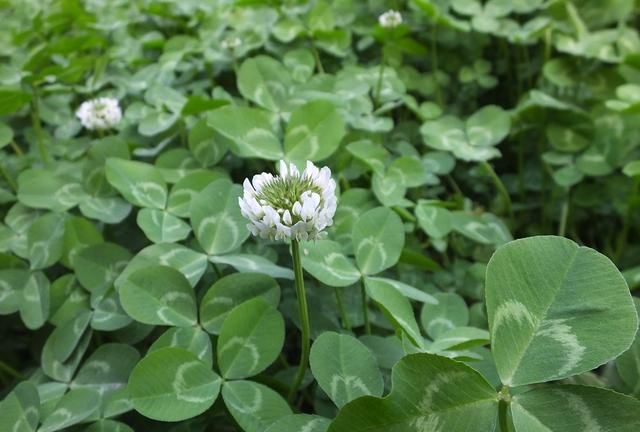 白花三叶草：园林绿化别样美 入药清热凉血宁心止咳