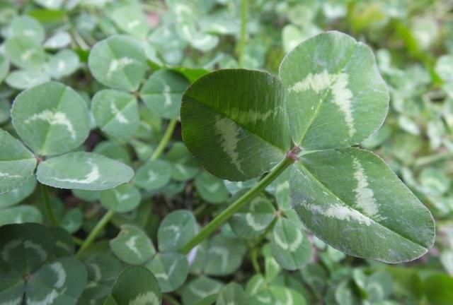 白花三叶草：园林绿化别样美 入药清热凉血宁心止咳