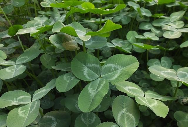 白花三叶草：园林绿化别样美 入药清热凉血宁心止咳