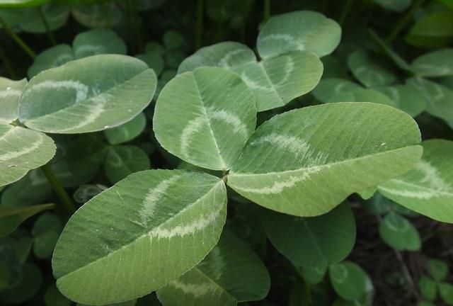 白花三叶草：园林绿化别样美 入药清热凉血宁心止咳