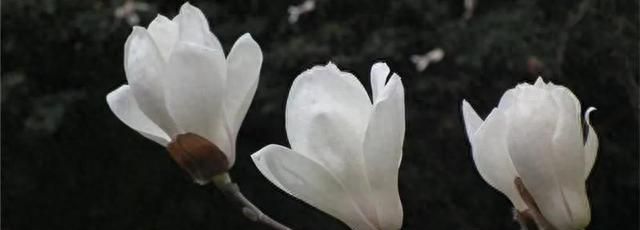 白兰花药用价值不错