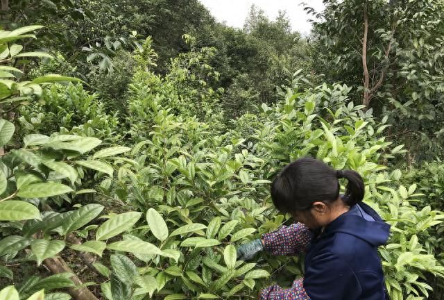 金花茶的养生之道